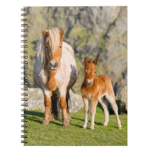 Shetland Pony On Pasture Near High Cliffs, Mare 2 Notebook (Front)