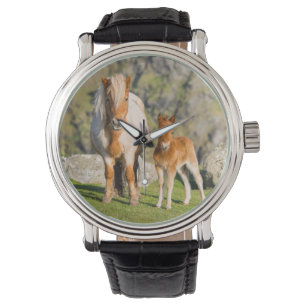 Shetland Pony On Pasture Near High Cliffs, Mare 2 Watch