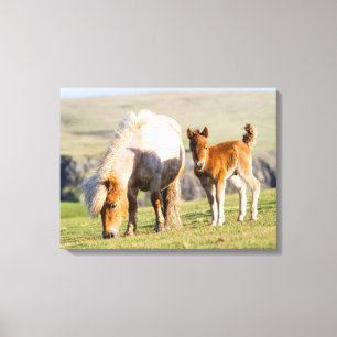 Shetland Pony On Pasture Near High Cliffs, Mare Canvas Print