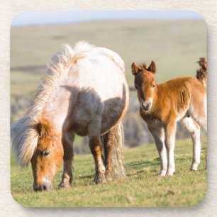Shetland Pony On Pasture Near High Cliffs, Mare Coaster