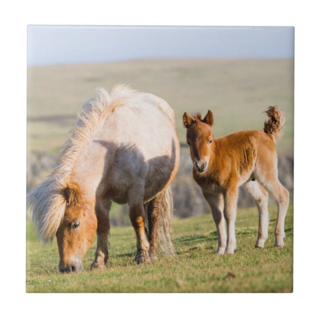 Shetland Pony On Pasture Near High Cliffs, Mare Tile (Front)