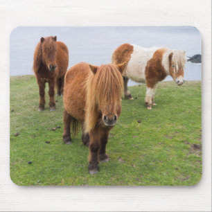 Shetland Pony on Pasture Near High Cliffs Mouse Mat