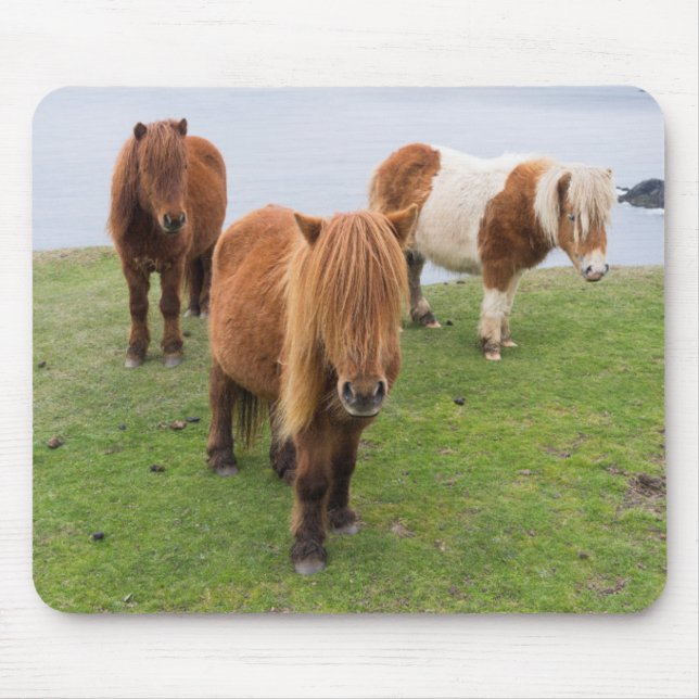 Shetland Pony on Pasture Near High Cliffs Mouse Mat (Front)