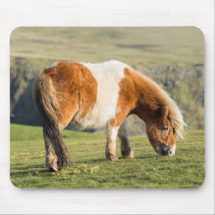 Shetland Pony On Pasture Near High Cliffs Mouse Mat