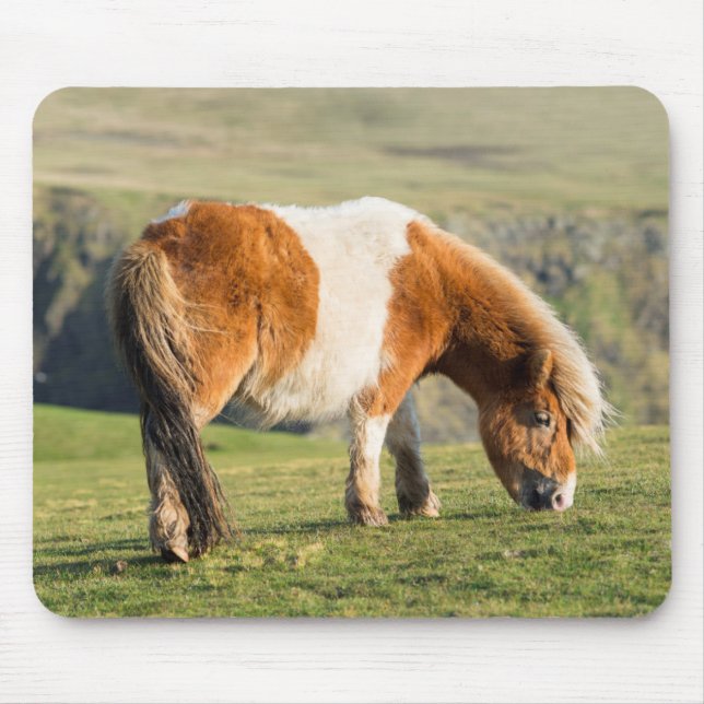 Shetland Pony On Pasture Near High Cliffs Mouse Mat (Front)