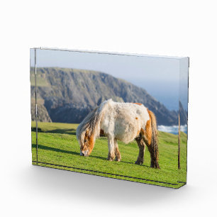 Shetland Pony on Pasture Near High Cliffs Photo Block