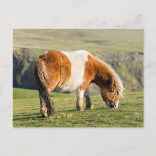 Shetland Pony On Pasture Near High Cliffs Postcard