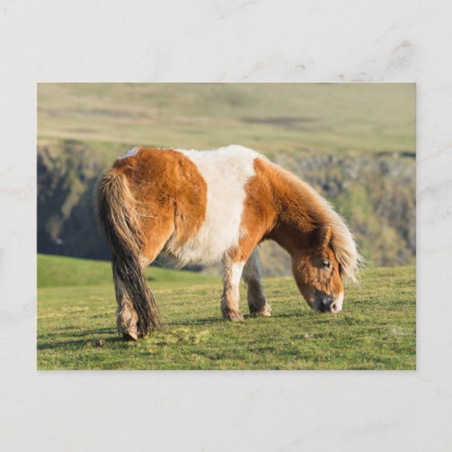 Shetland Pony On Pasture Near High Cliffs Postcard (Front)