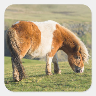 Shetland Pony On Pasture Near High Cliffs Square Sticker