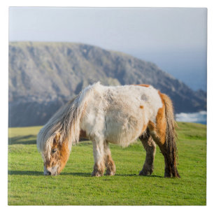 Shetland Pony on Pasture Near High Cliffs Tile