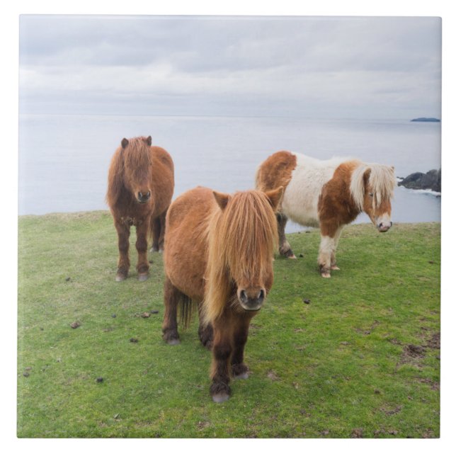 Shetland Pony on Pasture Near High Cliffs Tile (Front)