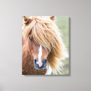 Shetland Pony on the Island of Unst Canvas Print