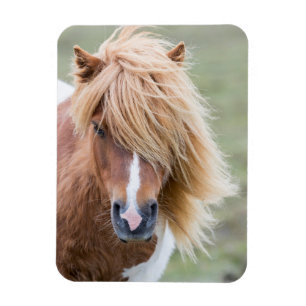Shetland Pony on the Island of Unst Magnet