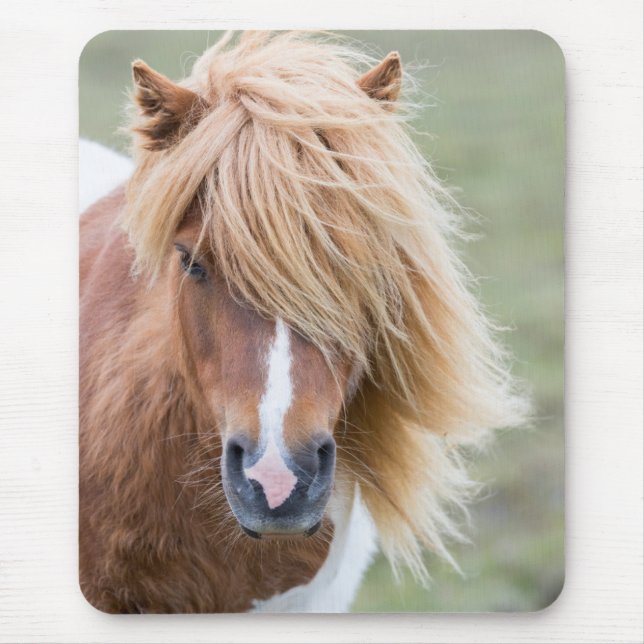 Shetland Pony on the Island of Unst Mouse Mat (Front)