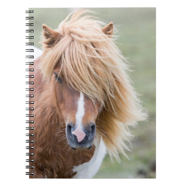 Shetland Pony on the Island of Unst Notebook (Front)