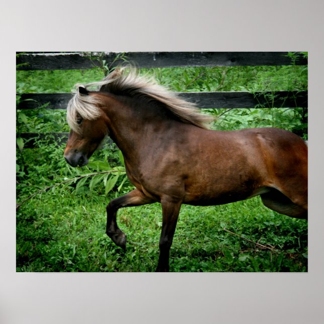 Shetland Pony Poster (Front)