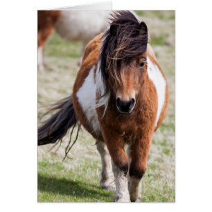 Shetland Pony, Shetland Islands