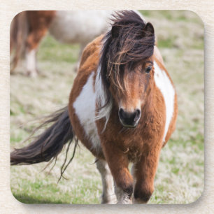 Shetland Pony, Shetland Islands Coaster