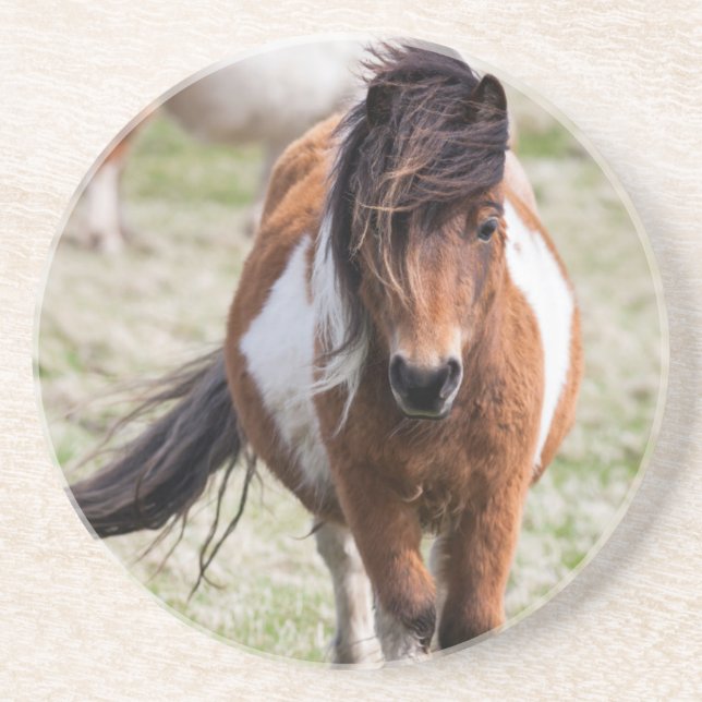 Shetland Pony, Shetland Islands Coaster (Front)