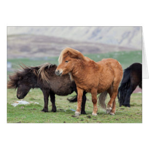 Shetland Pony, Shetland Islands, Scotland 2