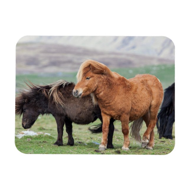 Shetland Pony, Shetland Islands, Scotland 2 Magnet (Horizontal)