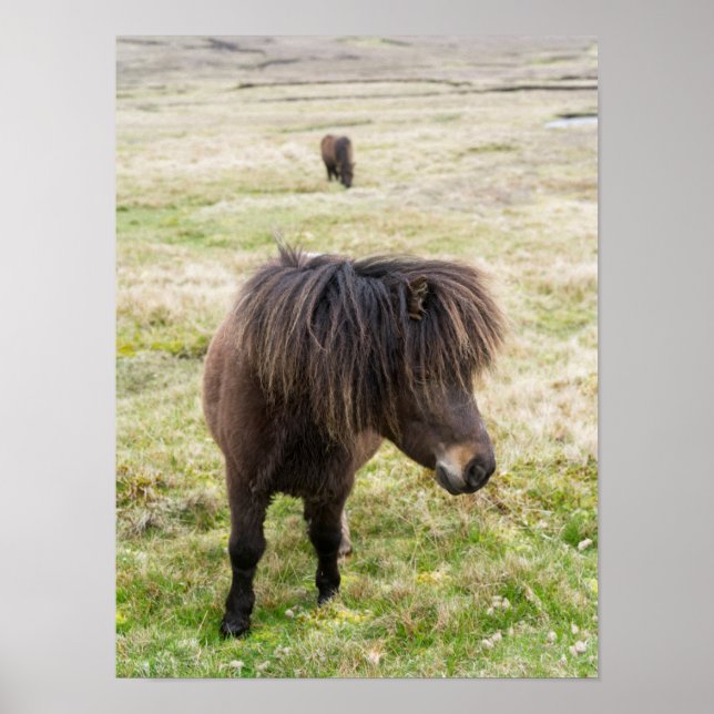 Shetland Pony, Shetland Islands, Scotland 3 Poster (Front)