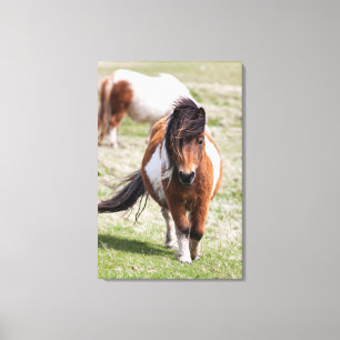Shetland Pony, Shetland Islands, Scotland Canvas Print
