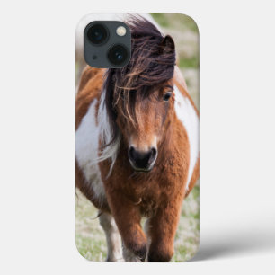 Shetland Pony, Shetland Islands, Scotland iPhone 13 Case