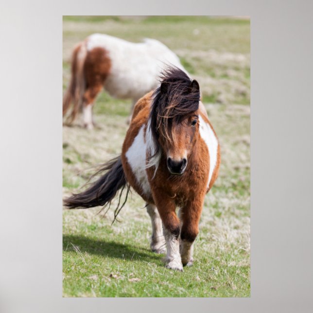 Shetland Pony, Shetland Islands, Scotland Poster (Front)