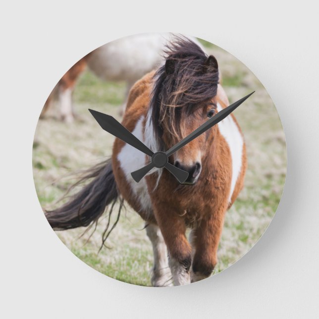 Shetland Pony, Shetland Islands, Scotland Round Clock (Front)