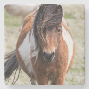 Shetland Pony, Shetland Islands Stone Coaster
