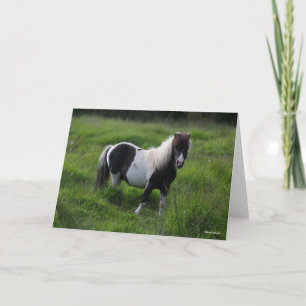 Shetland Pony Stallion Standing In Grass Card