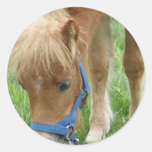 Shetland Pony Stickers