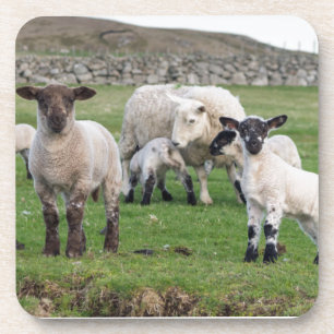 Shetland Sheep Coaster