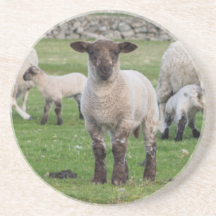 Shetland Sheep Coaster
