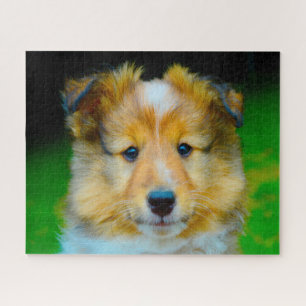 Shetland Sheep Dog Jigsaw. Jigsaw Puzzle