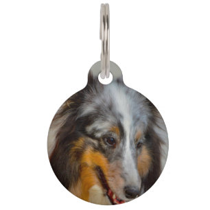 Shetland Sheep Dog. Pet Tag