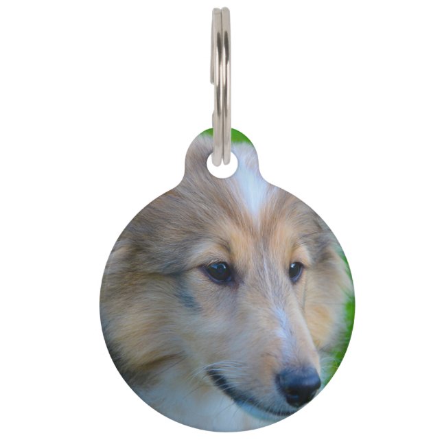 Shetland Sheep Dog. Pet Tag (Front)