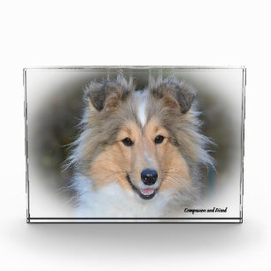 Shetland Sheep Dog. Photo Block
