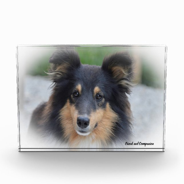 Shetland Sheep Dog. Photo Block (Front)