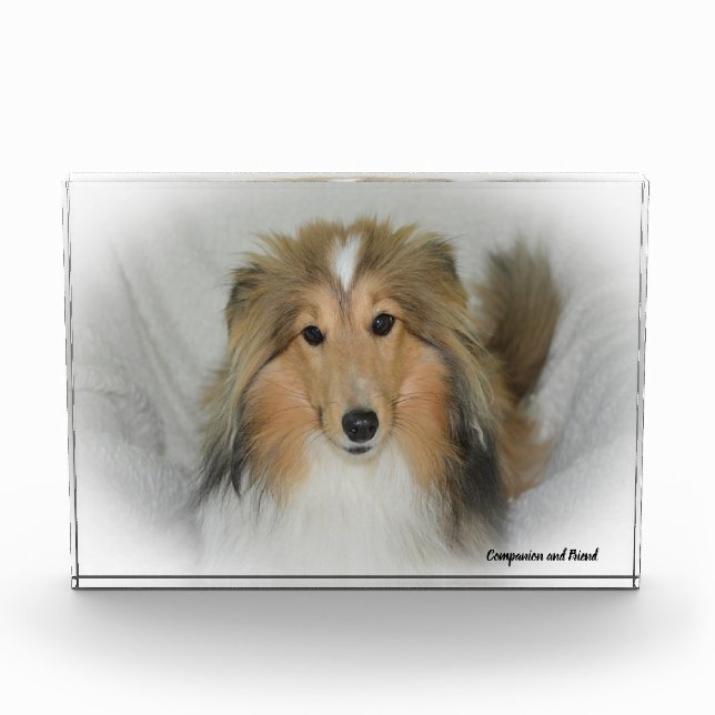 Shetland Sheep Dog. Photo Block (Front)