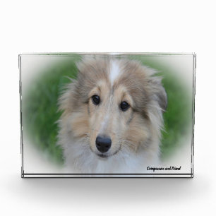 Shetland Sheep Dog. Photo Block