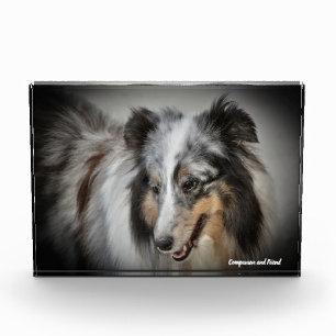 Shetland Sheep Dog. Photo Block