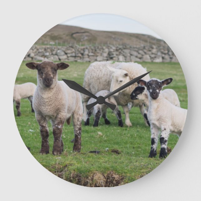 Shetland Sheep Large Clock (Front)
