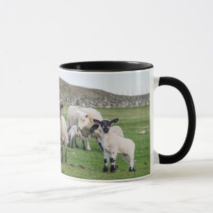 Shetland Sheep Mug
