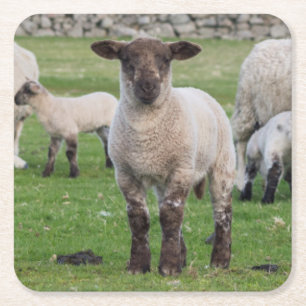 Shetland Sheep Square Paper Coaster