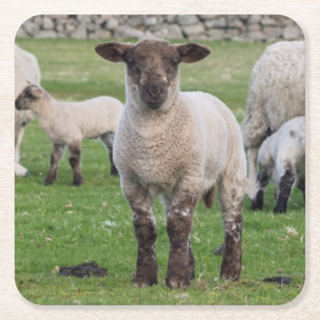 Shetland Sheep Square Paper Coaster (Front)