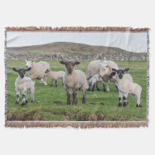 Shetland Sheep Throw Blanket