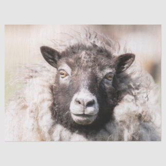 Shetland Sheep Tissue Paper