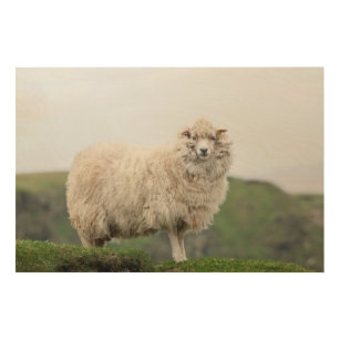 Shetland Sheep Wood Wall Art